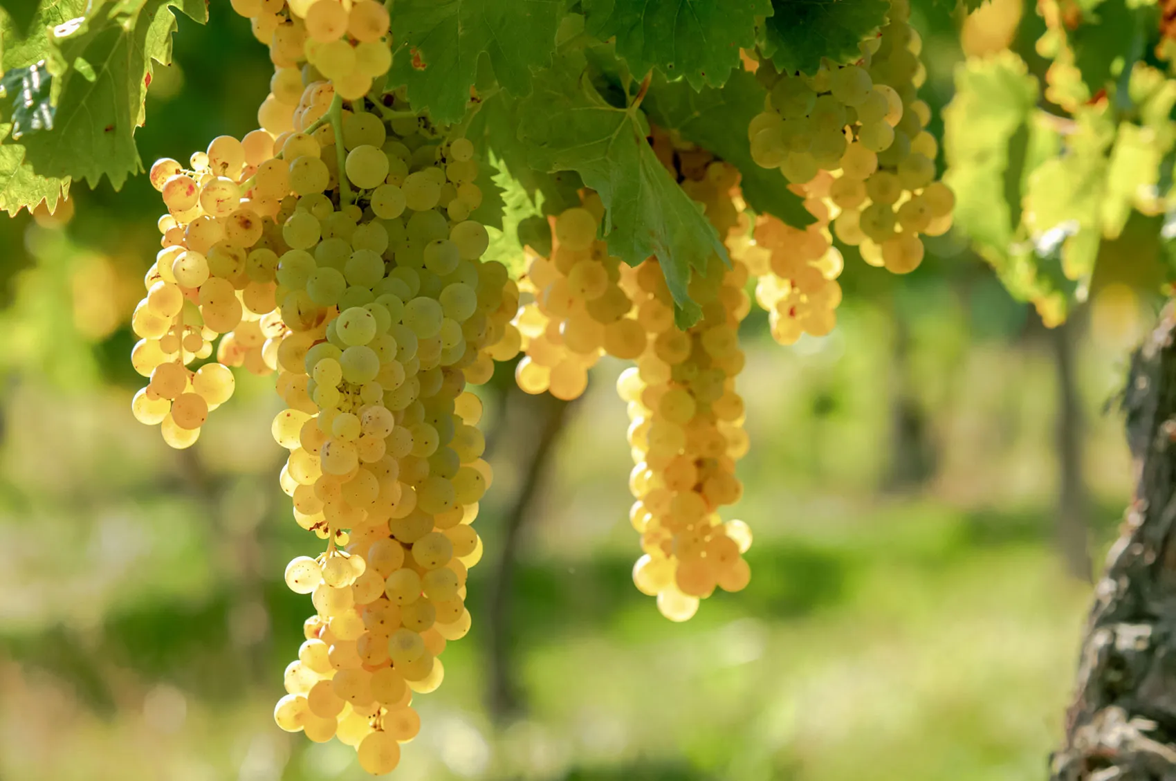 Ripe white grapes on the vine